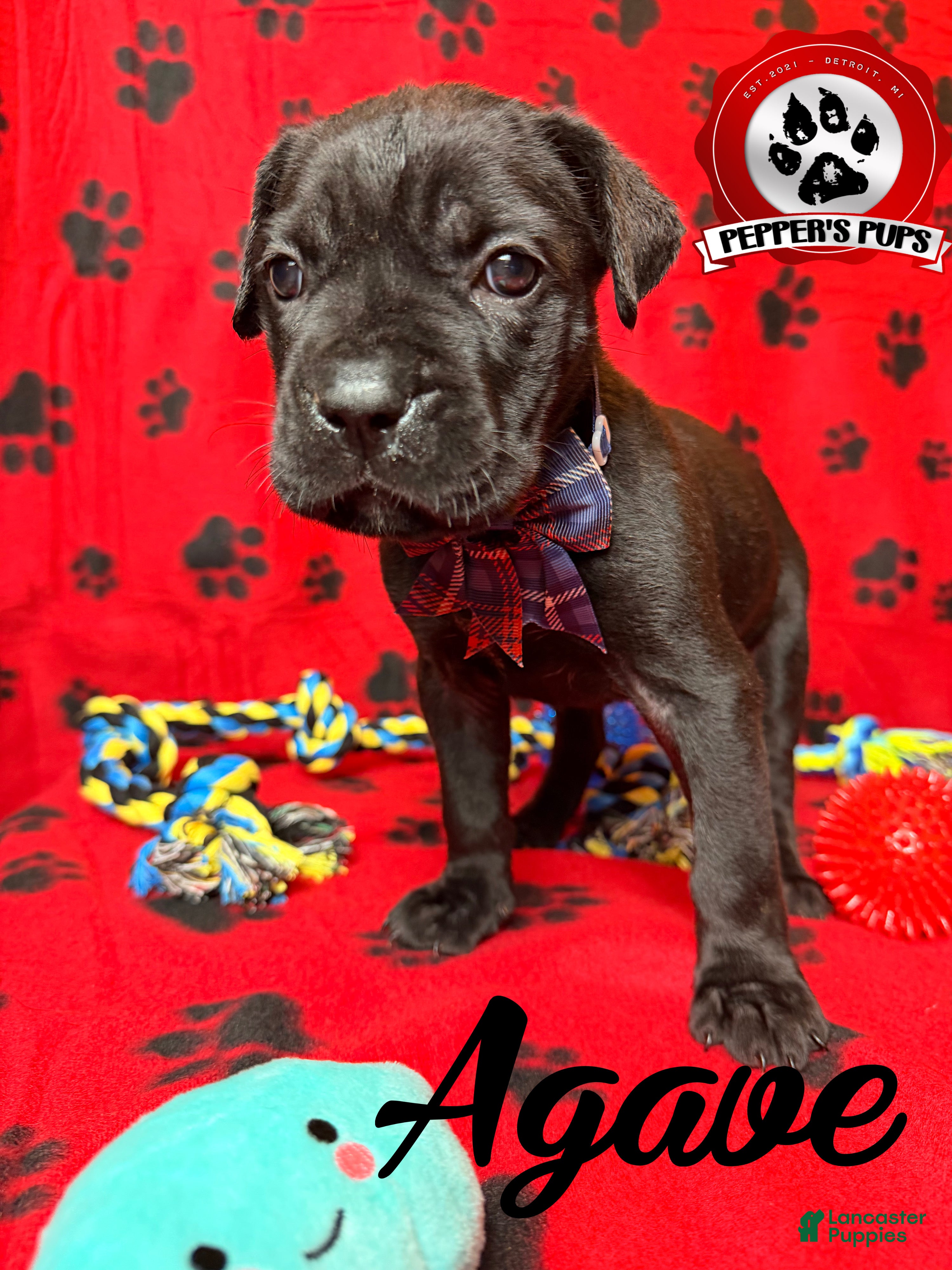 Cane Corso dogs Agave  - Ad 1