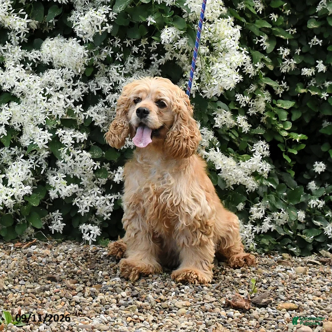 English Cocker Spaniel dogs for sale: Fadella - Ad 3