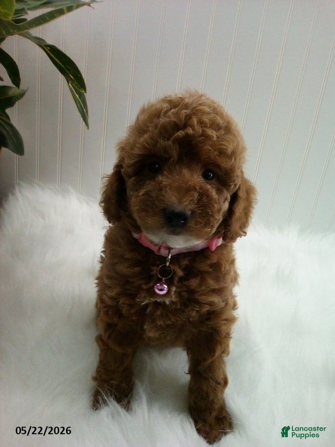 Miniature Poodle dogs Sue - Ad 1