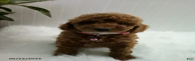 Sue