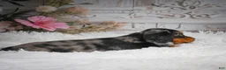 Miniature Dachshund dogs for sale: AKC-Hershey - Ad 4