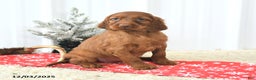 Irish Setter dogs for sale: Begonia - Ad 2
