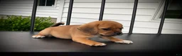 Puggle dogs for sale: Scarlet  - Ad 5