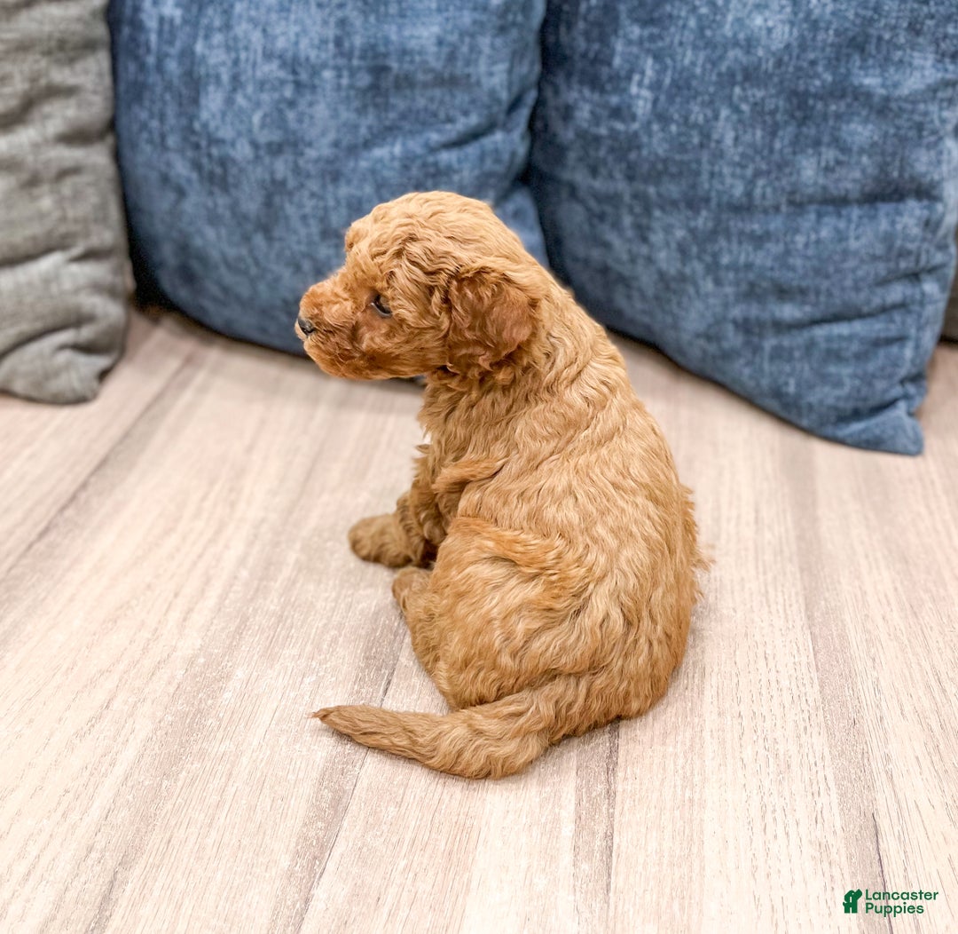 Mini Goldendoodle dogs for sale: Sage - Ad 4