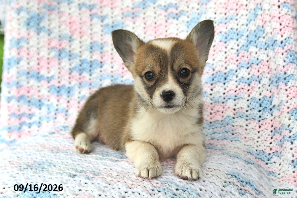 Welsh Corgi Pembroke dogs Alice - Ad 1