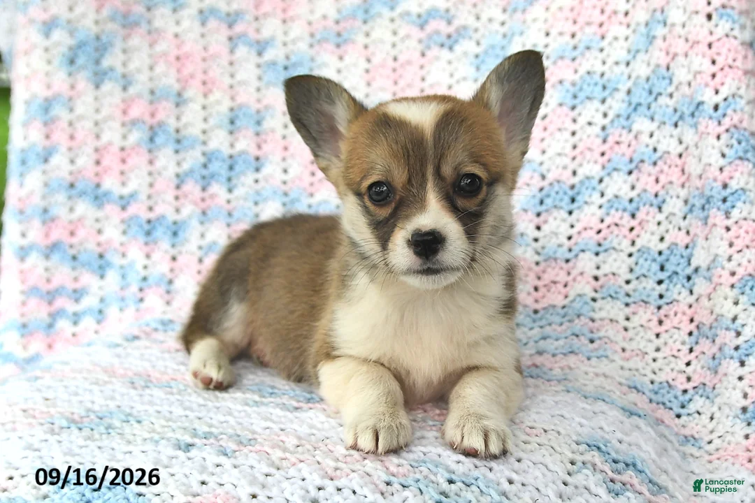 Welsh Corgi Pembroke dogs for sale: Alice - Ad 1