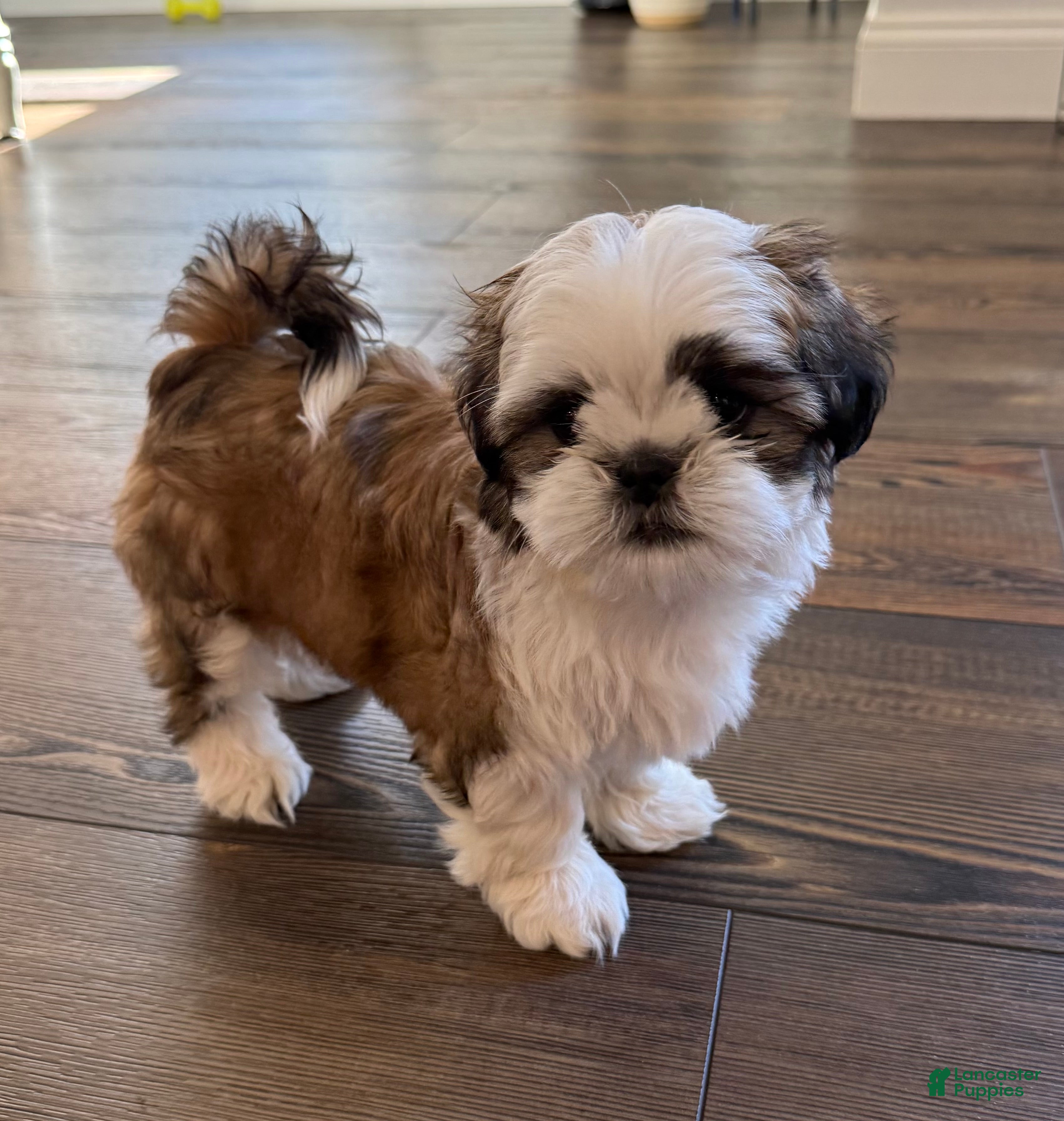 Teddy Bear dogs for sale: Coca-Cola  - Ad 1
