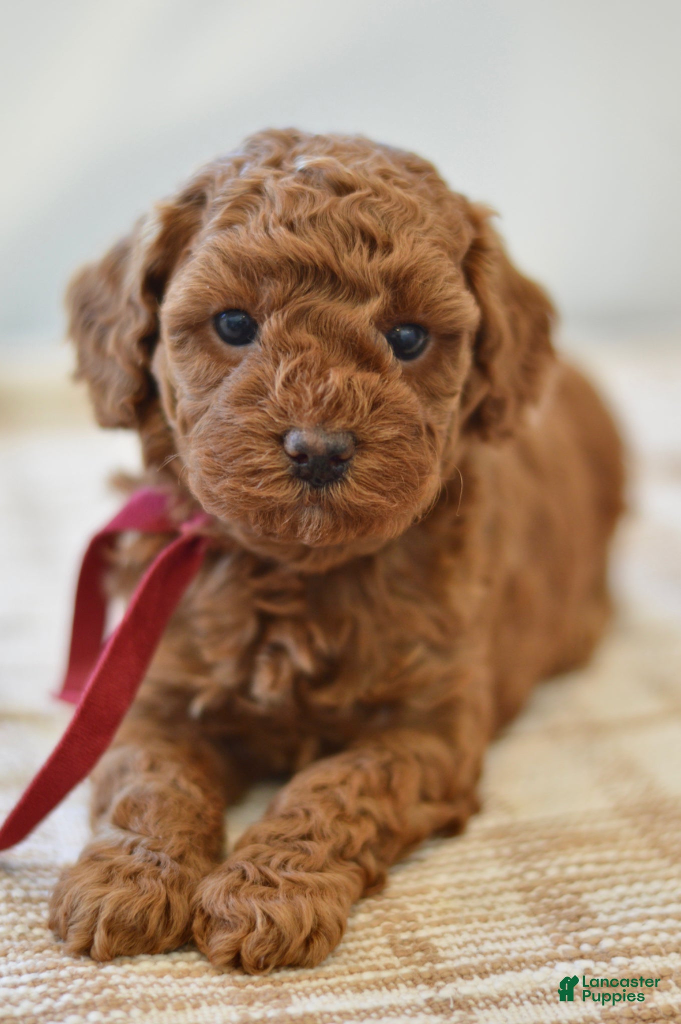 Miniature Poodle dogs Poppy - Ad 1