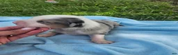Australian Shepherd dogs for sale: Leo - Ad 1