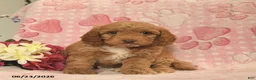 Cockapoo dogs for sale: Jazzmine  - Ad 3