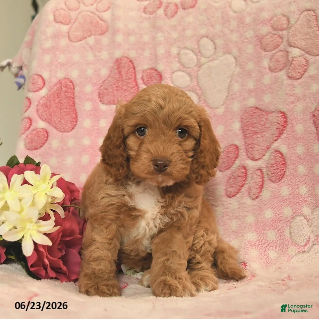 Cockapoo dogs for sale: Jazzmine  - Ad 3