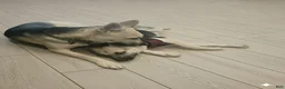 Gerberian Shepsky dogs for sale: Gerberian Shepsky Puppy 1 - Ad 6