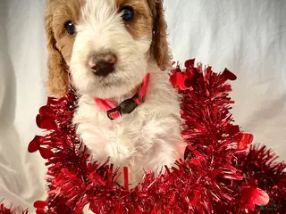 Irish Doodle dogs Nova-In home raised - Ad 4