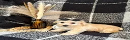 Schnoodle dogs for sale: Lacy - Ad 6