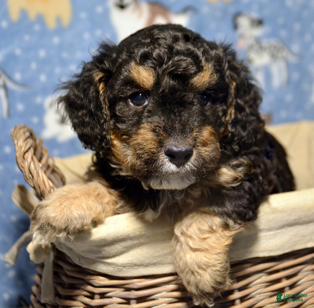 Mini Bernedoodle dogs for sale: Micro Bernedoodle Puppy 3 Bernie - Ad 3
