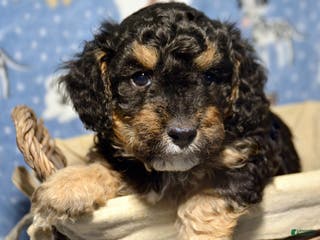 Mini Bernedoodle dogs Micro Bernedoodle Puppy 3 Bernie - Ad 42