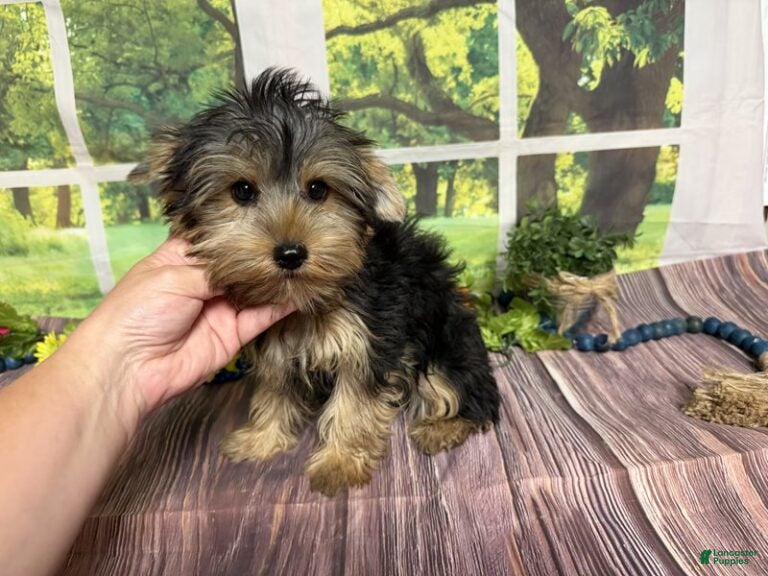 Yorkshire Terrier dogs Smudge - Ad 1