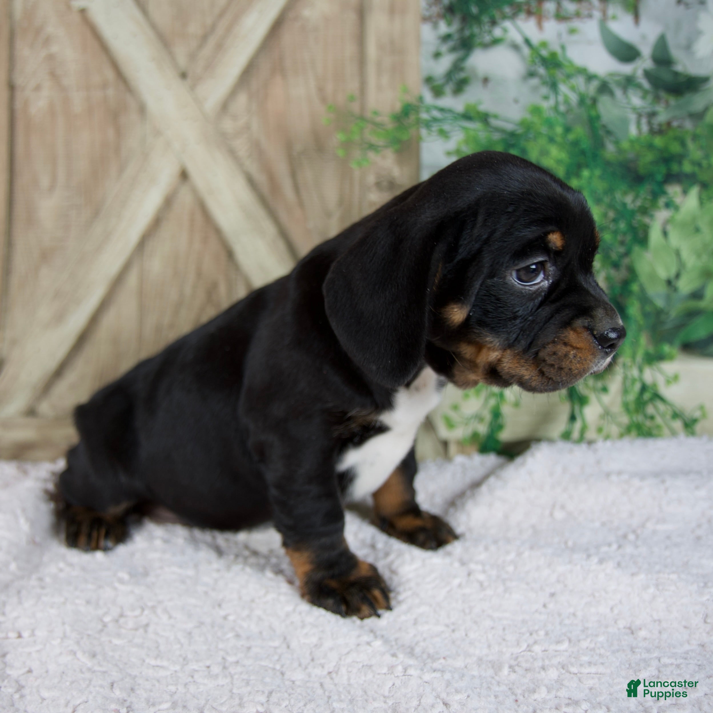 Beabull dogs Winnie - Ad 2