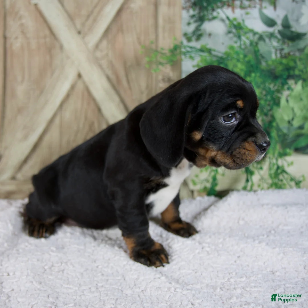 Mixed Breed dogs for sale: Winnie - Ad 2