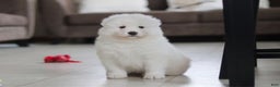 Samoyed dogs for sale: Fern - Ad 10