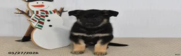 German Shepherd dogs for sale: Jet - Ad 3
