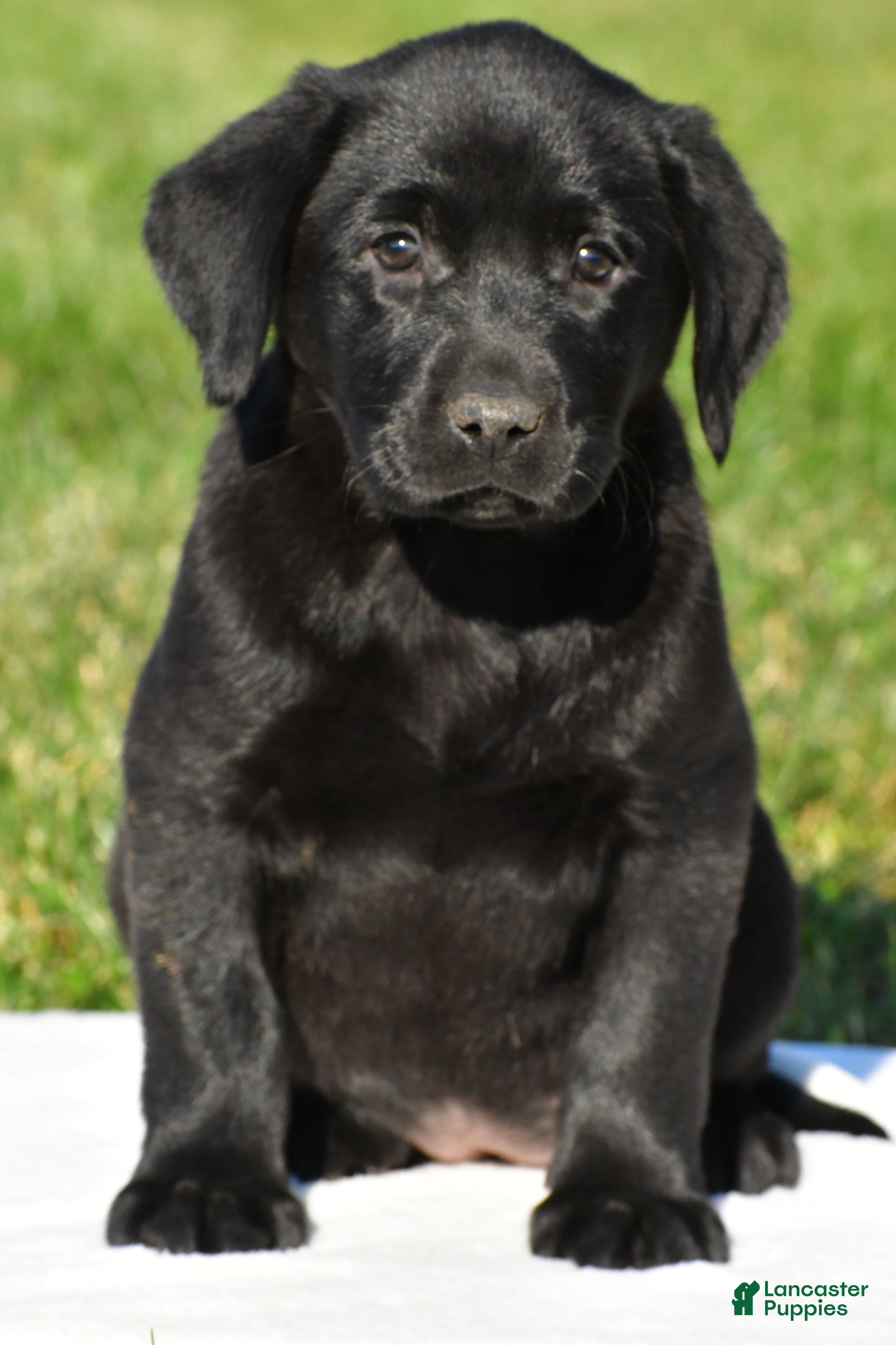 Labrador Retriever dogs for sale: Luna - Ad 2