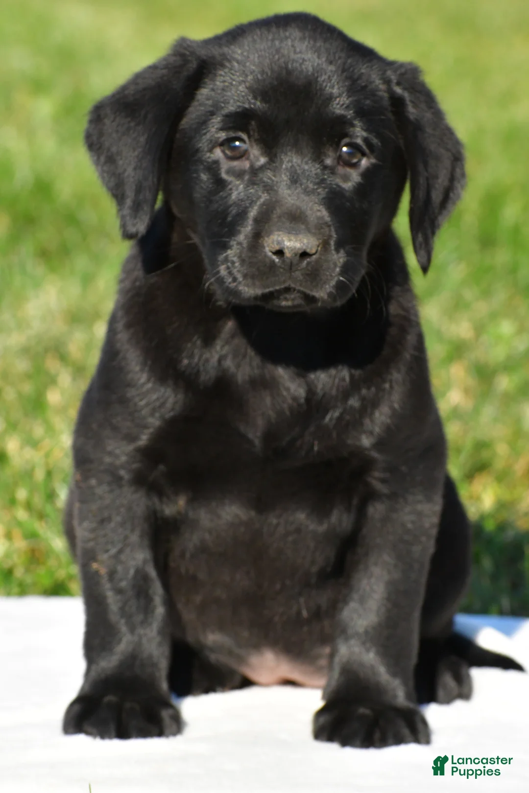 Labrador Retriever dogs for sale: Luna - Ad 2