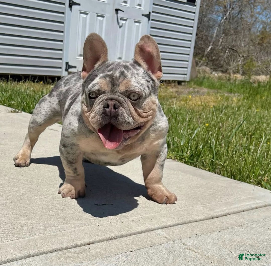 French Bulldog dogs for sale: Monroe  - Ad 3