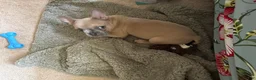 French Bulldog dogs for sale:  Alfie - Ad 3