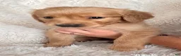 Golden Retriever dogs for sale: Iris - Punk Collar, female - Ad 1