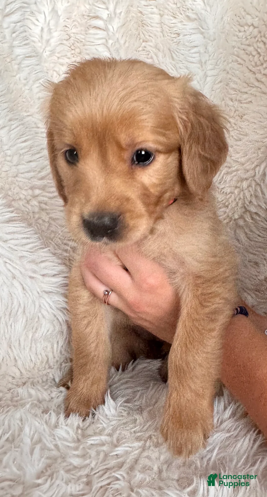 Golden Retriever dogs for sale: Iris - Punk Collar, female - Ad 1