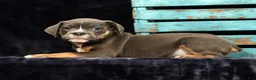 Beabull dogs for sale: Chad - Ad 4