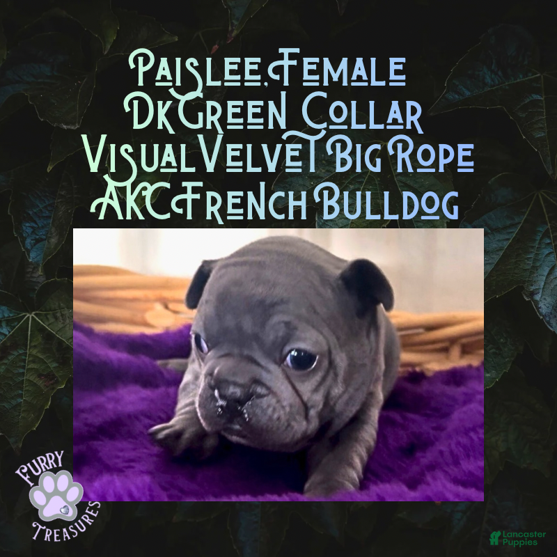 French Bulldog dogs Paislee “Dark Green” Collar, Female  - Ad 38