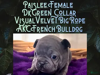 French Bulldog dogs Paislee “Dark Green” Collar, Female - Ad 38