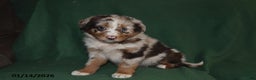 Mixed Breed dogs for sale: Bella   - Ad 4