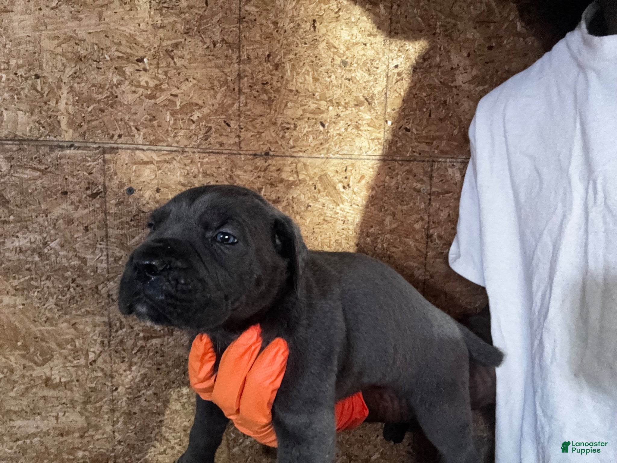 Cane Corso dogs Cane Corso 1 - Ad 2