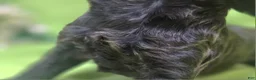 Cockapoo dogs for sale: Tinkerbell - Ad 25