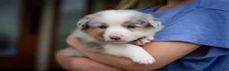 Mixed Breed dogs for sale: Blue - Ad 1