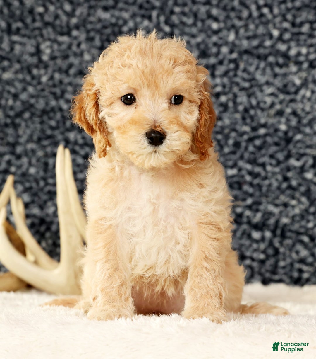 Cavapoo dogs for sale: Alicia - Ad 5