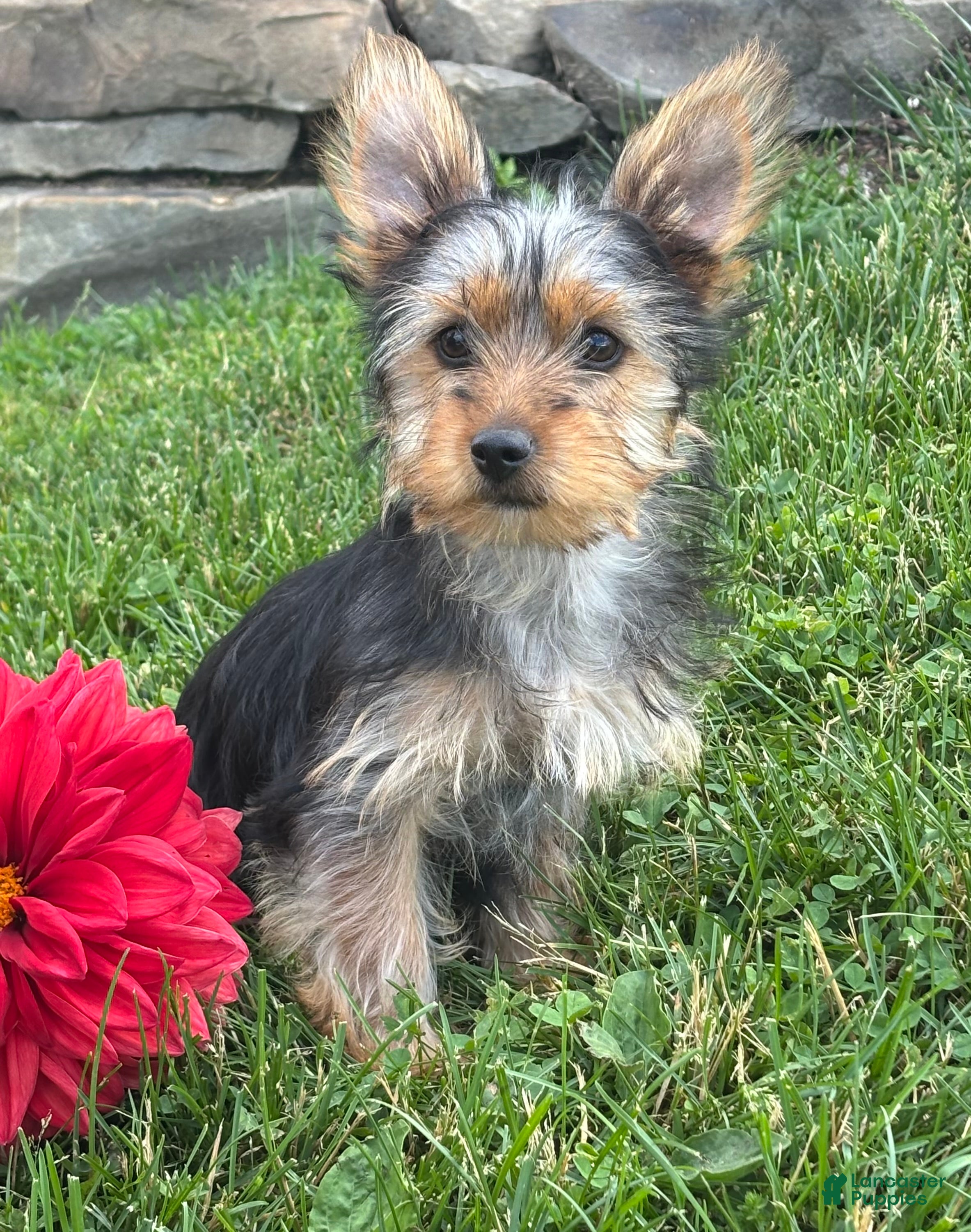 Yorkshire Terrier dogs Miah - Ad 2