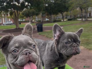French Bulldog dogs Chanel - Ad 38