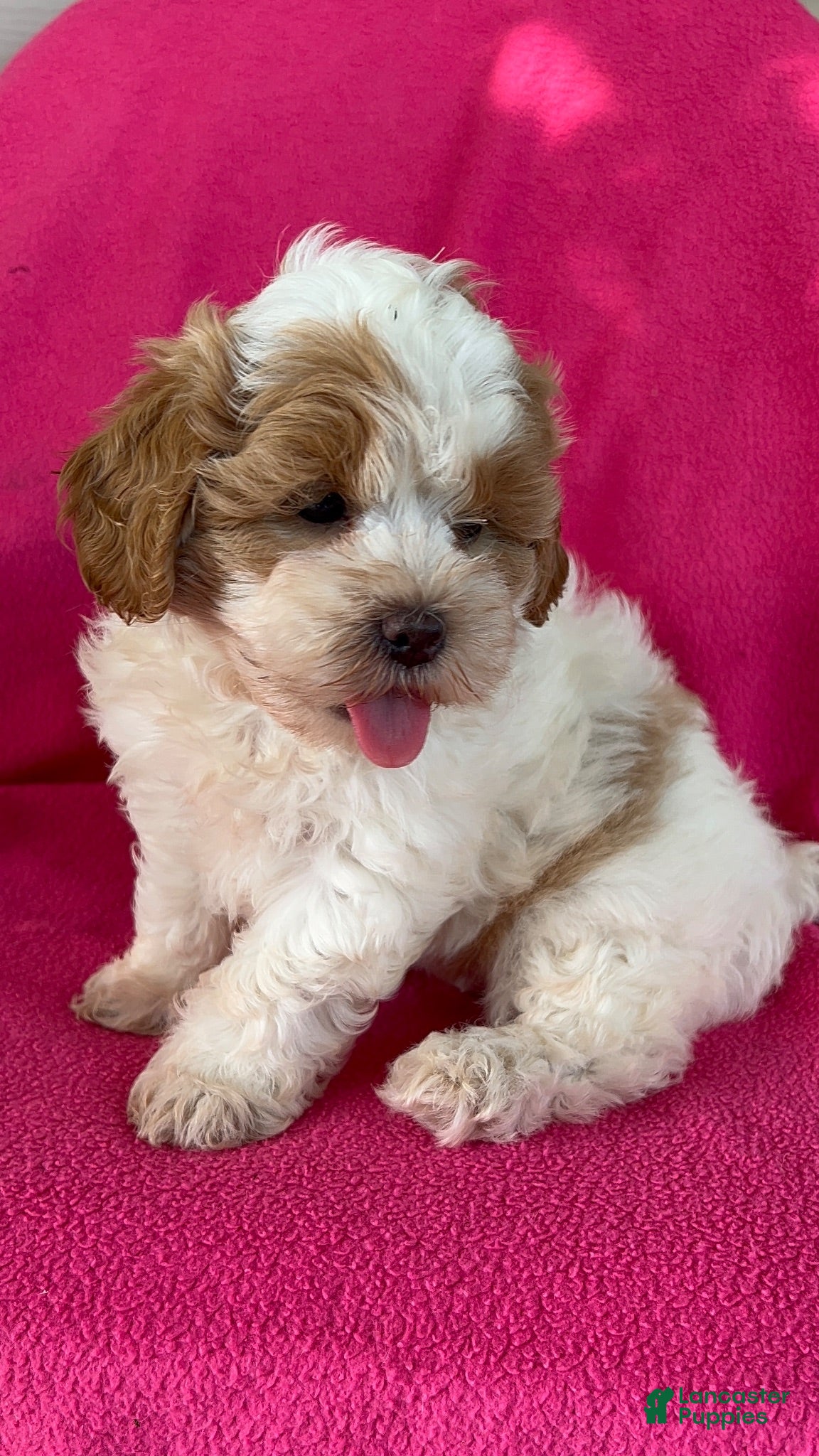 Shihpoo dogs DOLLY - Ad 1