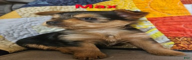 Max