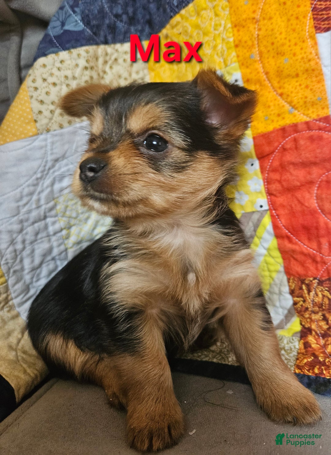 Yorkshire Terrier dogs for sale: Max - Ad 1