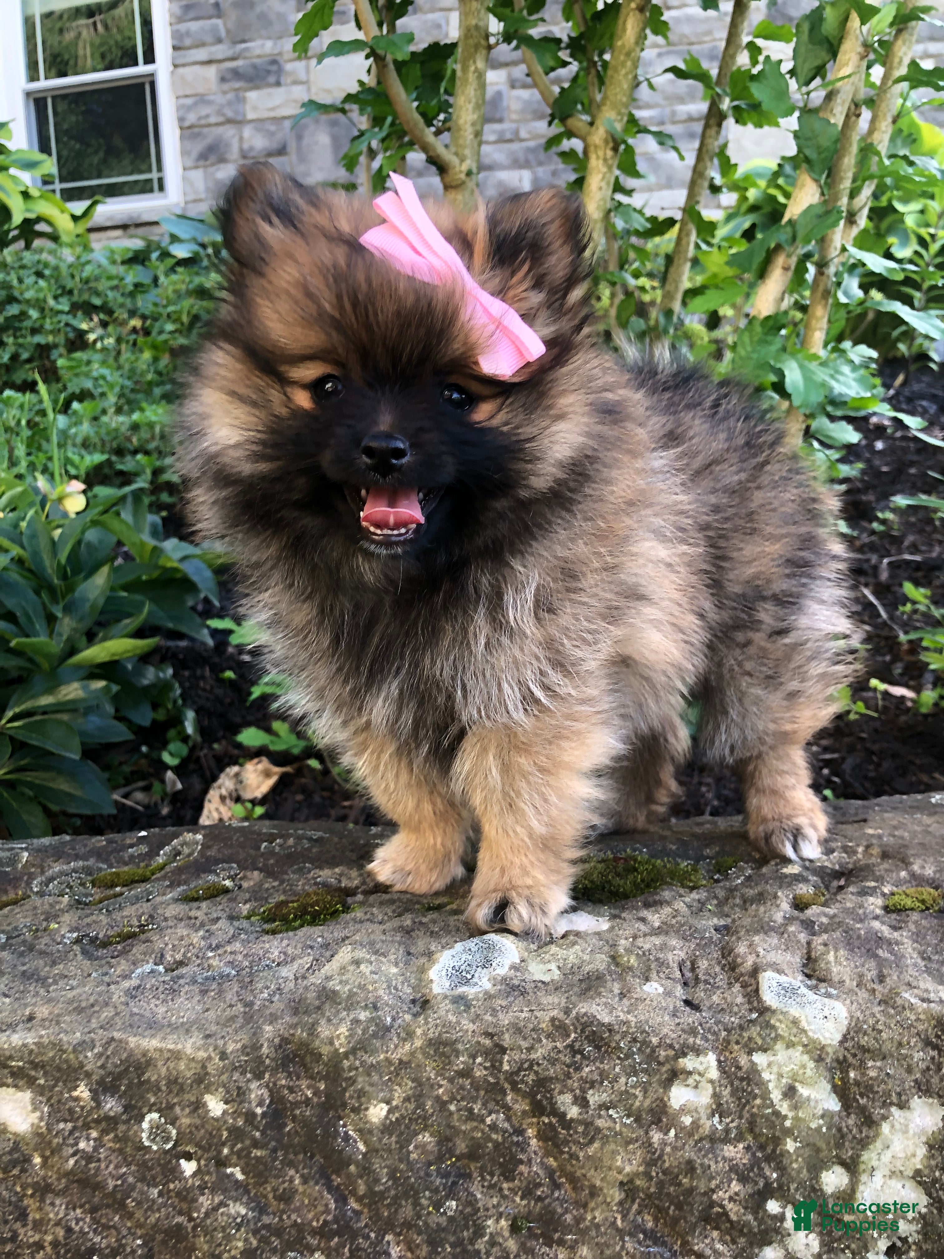 Pomeranian dogs Grace - Ad 1
