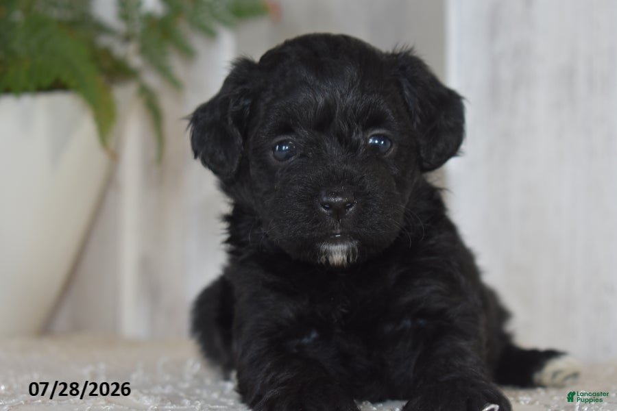 Maltipoo dogs Princess - Ad 2