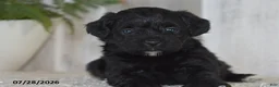 Maltipoo dogs for sale: Princess - Ad 2