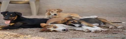 Mixed Breed dogs for sale: Doberdane Champagne F - Ad 6