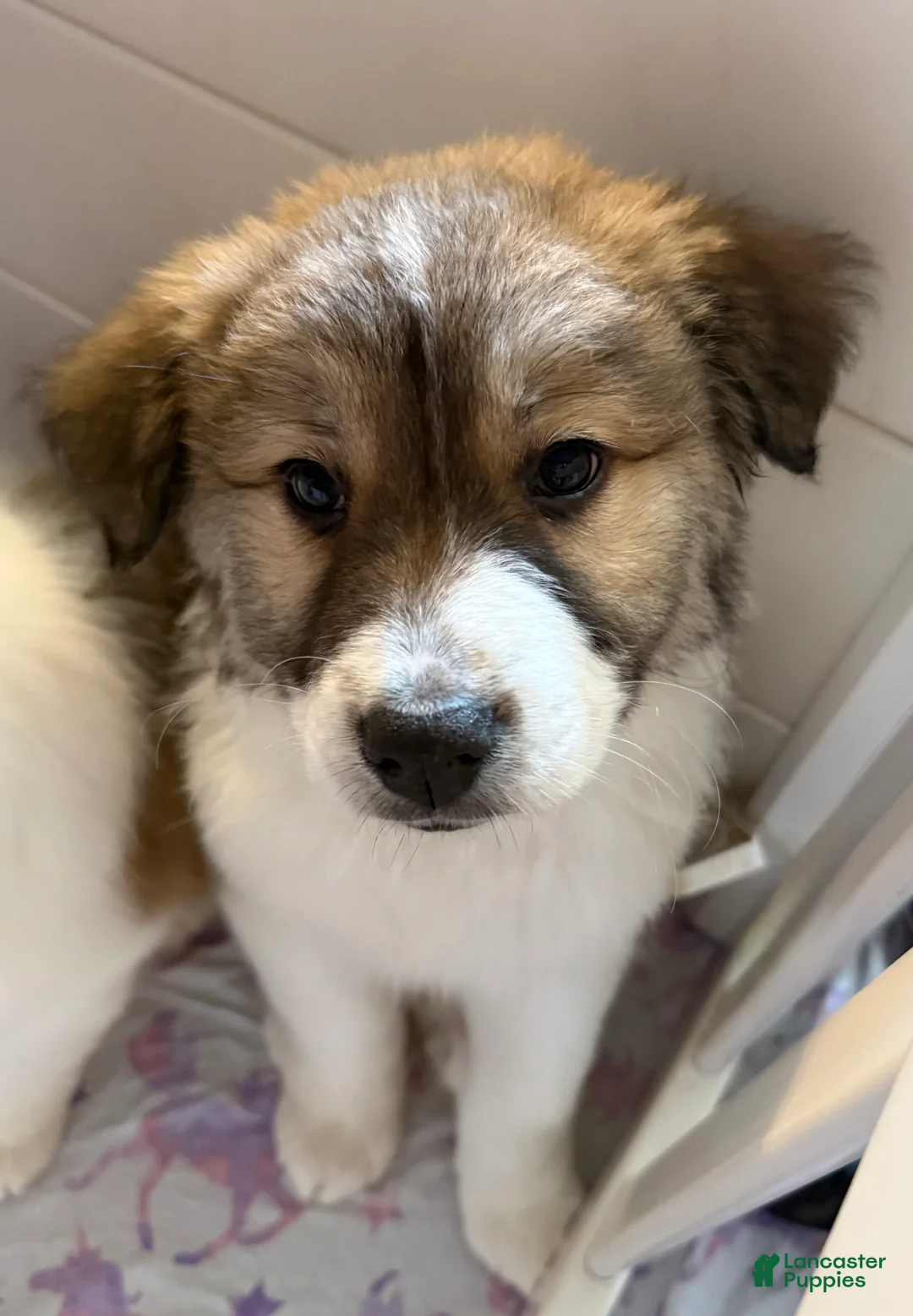 Mixed Breed dogs for sale: Ranger - Ad 1