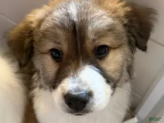 Mixed Breed dogs Ranger - Ad 18